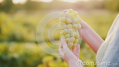 Winemaker holding a bunch of grapes on the background of the vineyard Stock Photo
