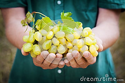 Winemaker holding in hands the harvest of grape. Organic fruits and farming theme. Stock Photo