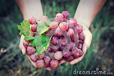 Winemaker holding in hands the harvest of grape. Organic fruits and farming theme. Top view. Stock Photo