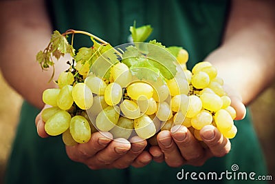 Winemaker holding in hands the harvest of ripe grape. Organic fruits and farming theme. Stock Photo