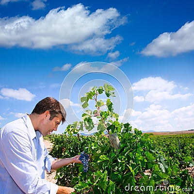 Winemaker oenologist checking Tempranillo wine grapes Stock Photo