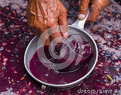 Winemaker`s hand with a glass mug, picking up juice from grape must. Wine material, stum, maun. Stock Photo