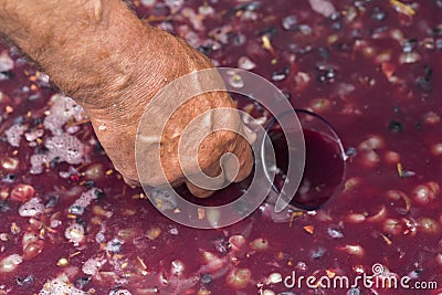 Winemaker`s hand with a glass mug, picking up juice from grape must. Stock Photo