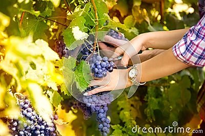 Winemaker woman picking grapes at harvest time Stock Photo