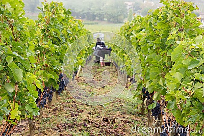 Winemakers Grape harvesting red grapes in the vineyard Saint emilion Bordeaux wine France Stock Photo
