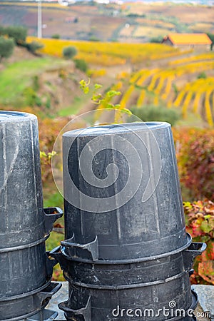 Winemaking in oldest wine region in world Douro valley in Portugal, plastic buckets for harvesting of wine grapes, production of Stock Photo