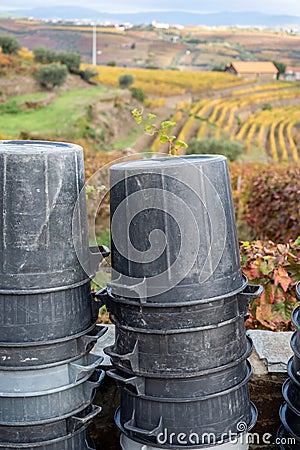 Winemaking in oldest wine region in world Douro valley in Portugal, plastic buckets for harvesting of wine grapes, production of Stock Photo