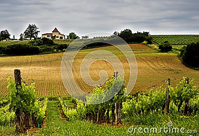 Winery Stock Photo