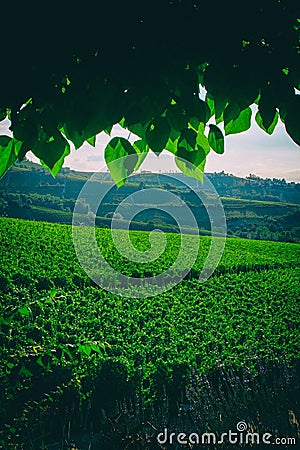 Winery grape fields in Italy. Stock Photo