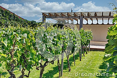 Winery grape garden closeup outdoor Stock Photo