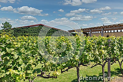 Winery grape garden in Ukraine Stock Photo