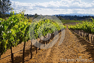 Winery Grape Vines, Temecula, California Stock Photo