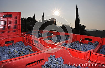 Winery in Piedmont Stock Photo