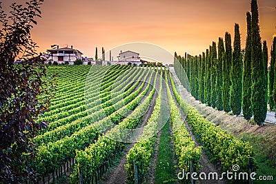 A winery in Umbria, Italy. Stock Photo