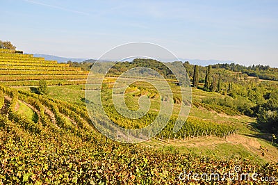 Winery and wine Friuli italy Stock Photo