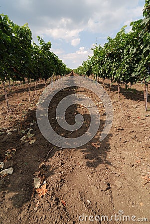 Wineyard Stock Photo