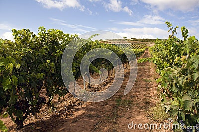 Wineyard Stock Photo