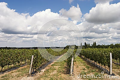 Wineyard Stock Photo