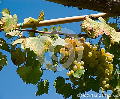 Wineyard grape cluster Stock Photo
