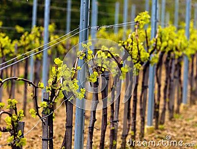 Wineyard in the spring Stock Photo