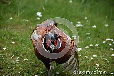 Wing Feathers on a Pheasant Ruffled in the Wild Stock Photo