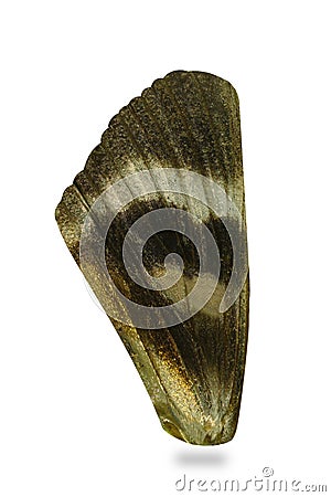 Wing Night moth, close-up Stock Photo