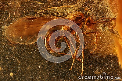 Winged ant Stock Photo