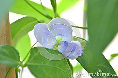 Winged bean flower, Psophocarpus sp. Stock Photo