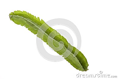 Winged Bean, Goa Legume Stock Photo