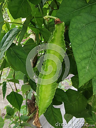 Winged bean growing in the garden. Lighting nature background. Selective focus. Stock Photo