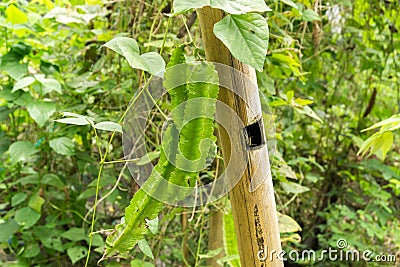 Winged Bean Plant Stock Photo