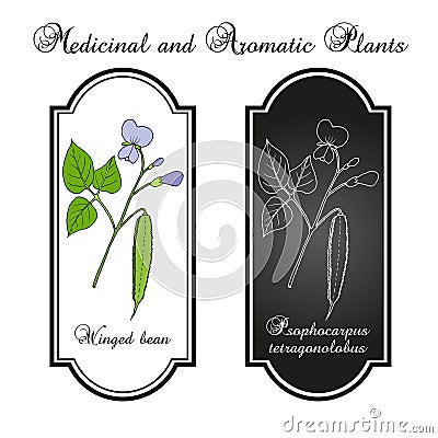 Winged bean psophocarpus tetragonolobus , medicinal plant Vector Illustration