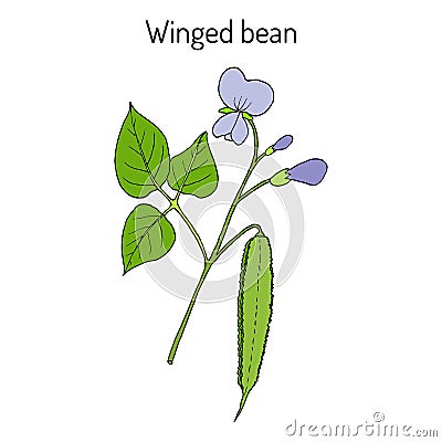 Winged bean psophocarpus tetragonolobus , medicinal plant Vector Illustration