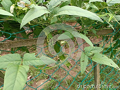 winged bean (Psophocarpus tetragonolobus) plant , flowers and fruits close up, Stock Photo
