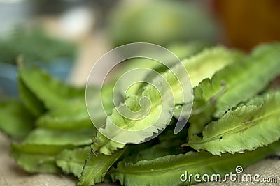 Winged bean selling in the market Stock Photo