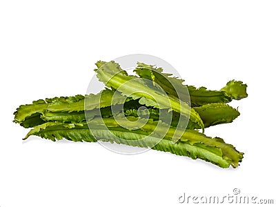 Winged bean on white background Stock Photo