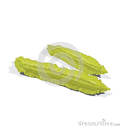 Winged bean Vector Illustration