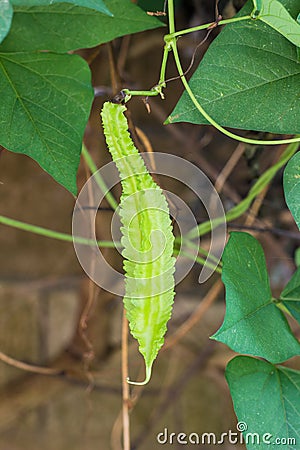 Winged bean Stock Photo