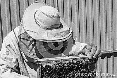 Winged bee slowly flies to beekeeper collect nectar on private apiary Stock Photo