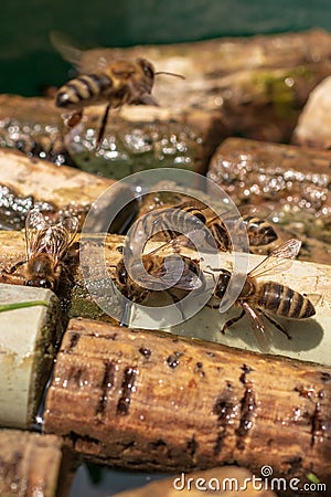 Winged bee slowly flies to corks, collect nectar for honey Stock Photo