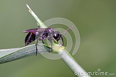 Winged Female Carpenter Ant Stock Photo
