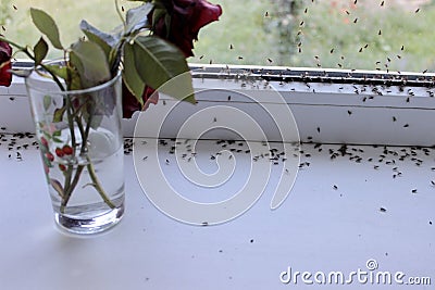 Winged flies of house insects on the white windowsill crawled out in the summer Stock Photo