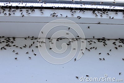 Winged flies of house insects on the white windowsill crawled out in the summer Stock Photo