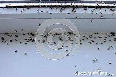 Winged flies of house insects on the white windowsill crawled out in the summer Stock Photo