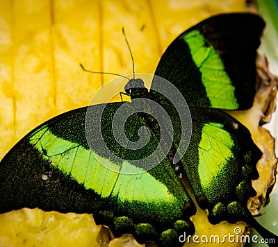 Winged green Stock Photo