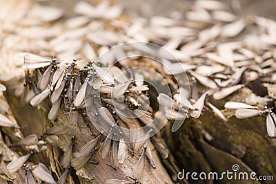Winged individuals of termite Stock Photo