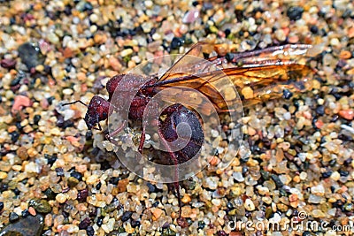 Winged Male Drone Leafcutter ants, macro close up view, dying on beach after mating flight with queen in Puerto Vallarta Mexico. S Stock Photo