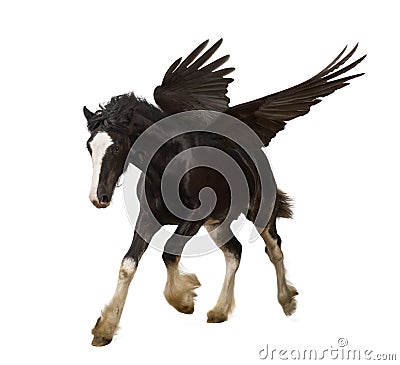 Winged stallion (Pegasus) Stock Photo