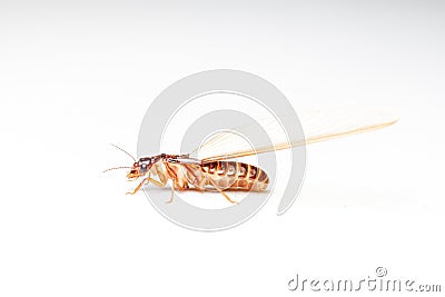 Winged Termites Stock Photo