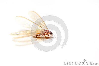 Winged Termites Stock Photo